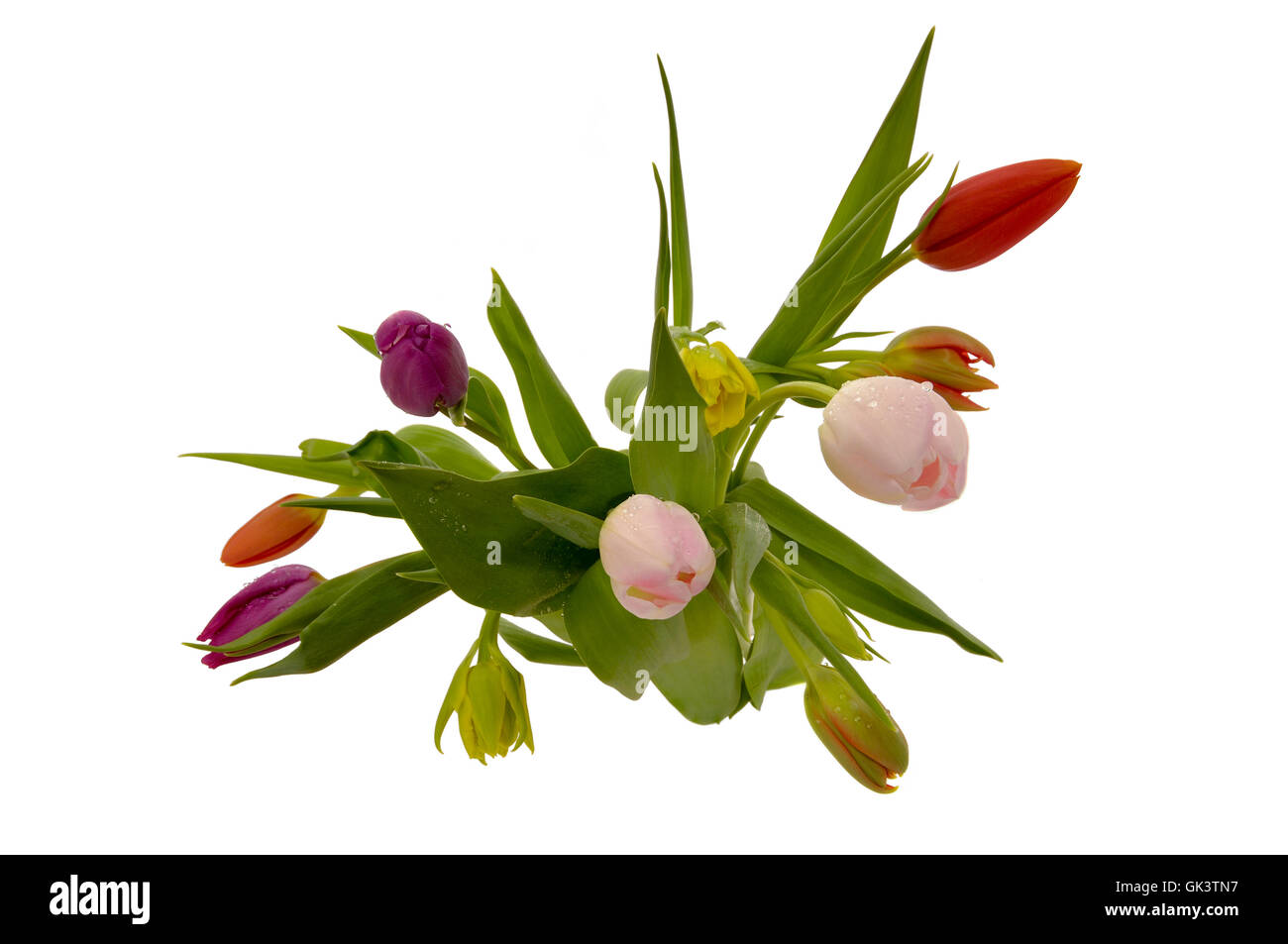 Tulip flowers isolated on white background Stock Photo - Alamy