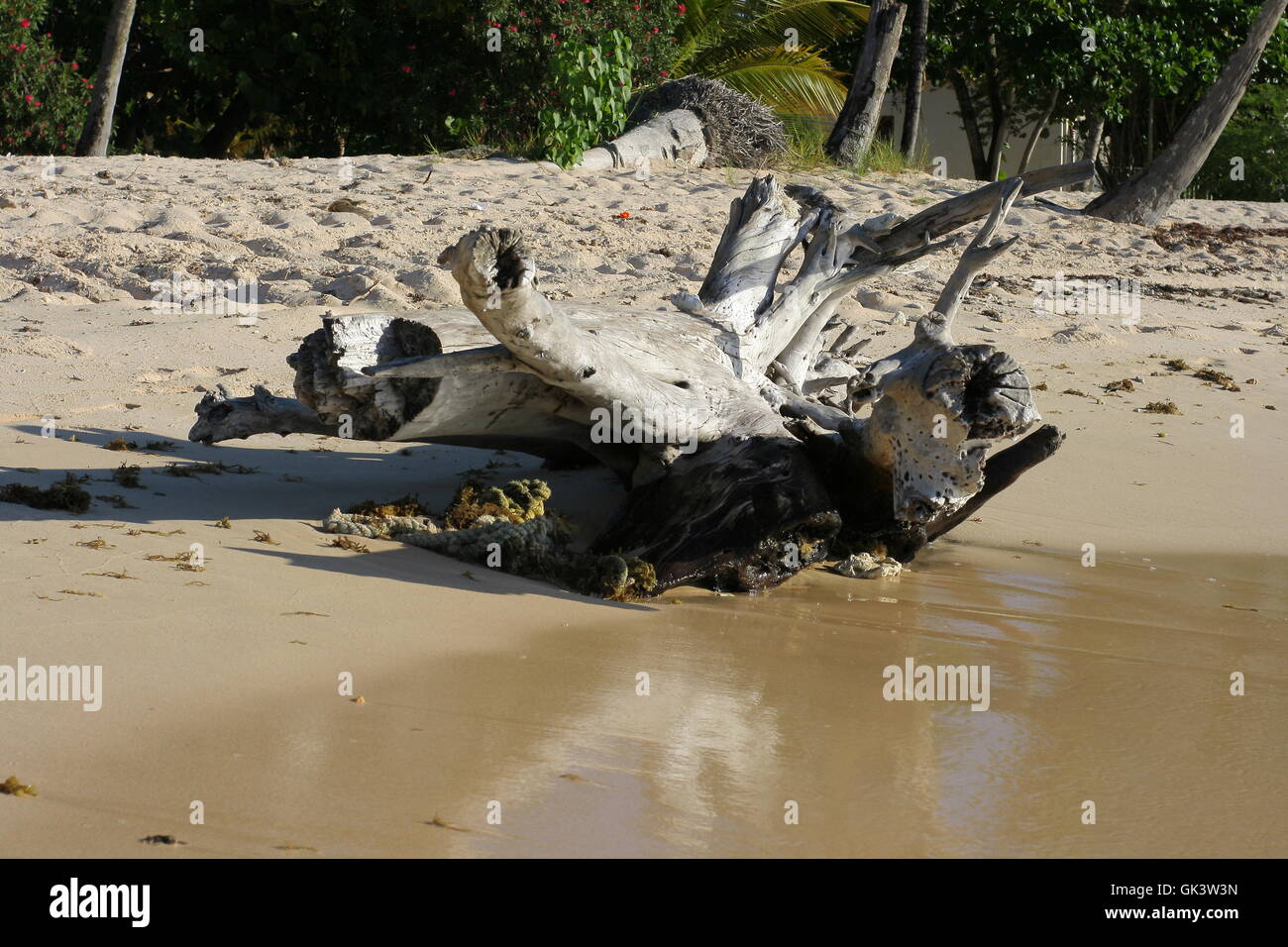 Decomposition and decay of a tree on the beach IN Pigeon point beach Tobago Stock Photo