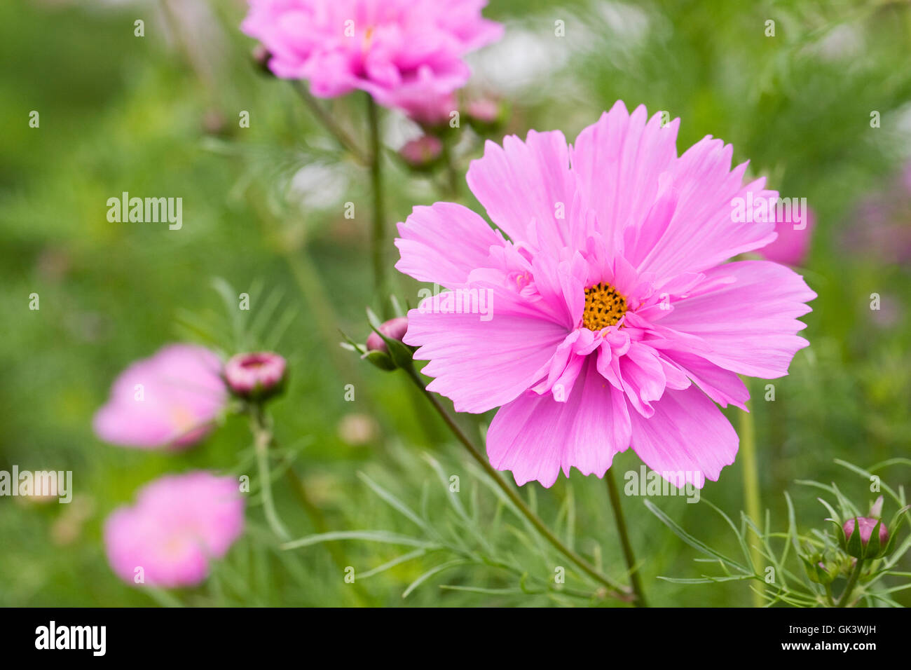 Cosmos bipinnatus ‘Double Click Rose’ flowers Stock Photo - Alamy