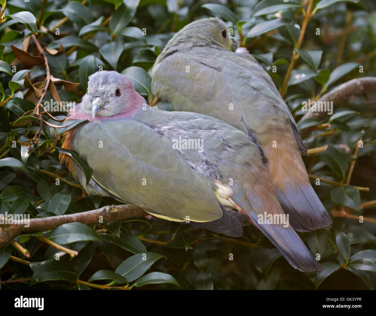Pink-Necked Green Pigeons (treron vernans) Stock Photo