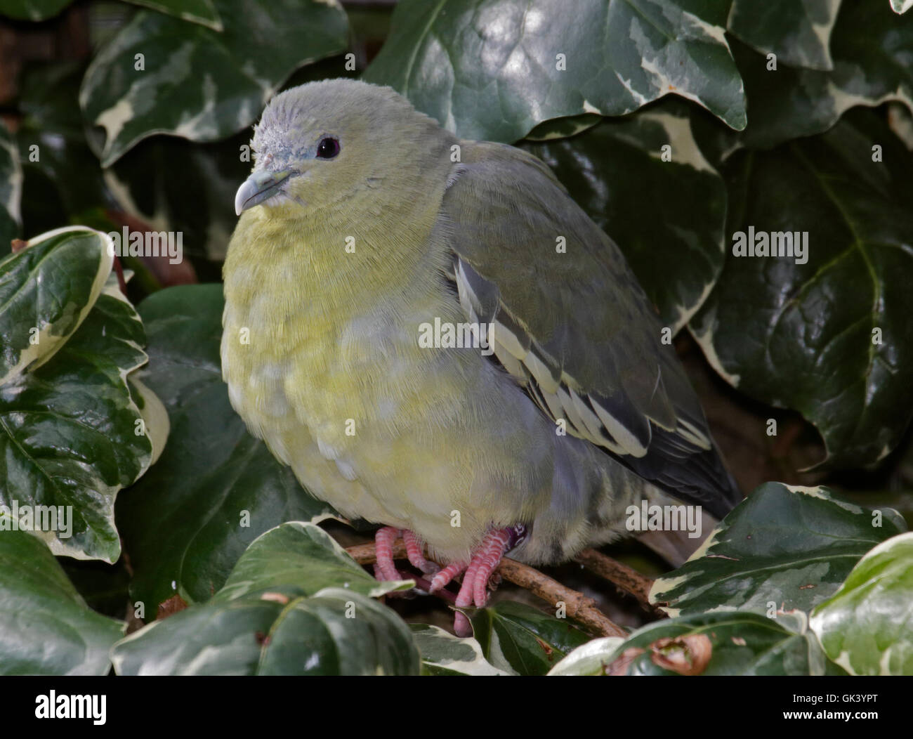 Pink-Necked Green Pigeon (treron vernans) Stock Photo