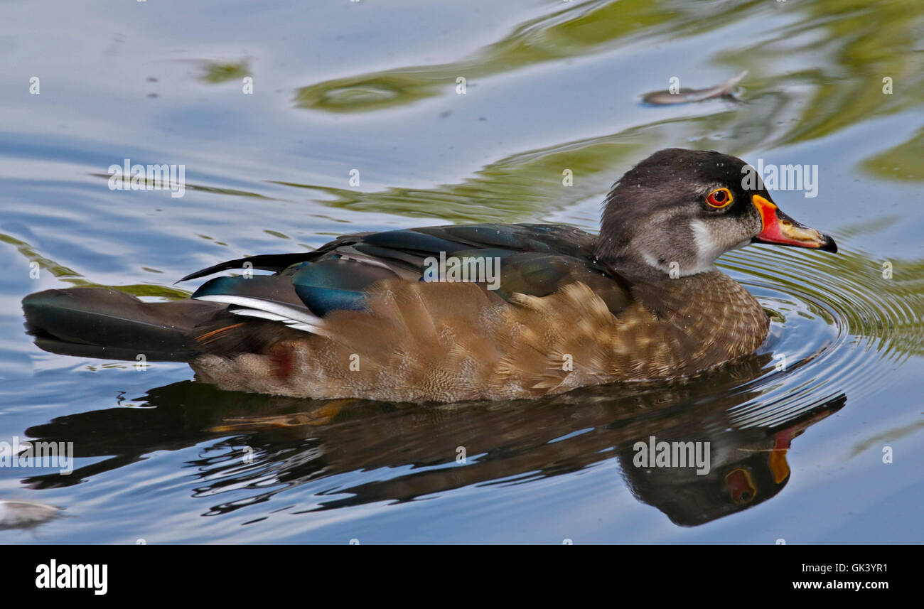 American Wood Duck (aix sponsa) male in Eclipse Plumage Stock Photo Alamy