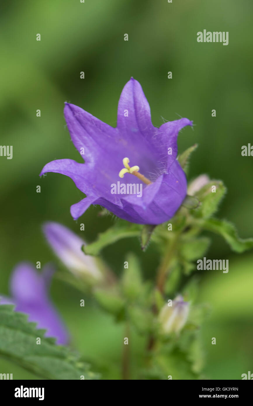 Nettle-leaved Bell Flower, Campanula trachelium, North Downs, Surrey, UK, July. Stock Photo