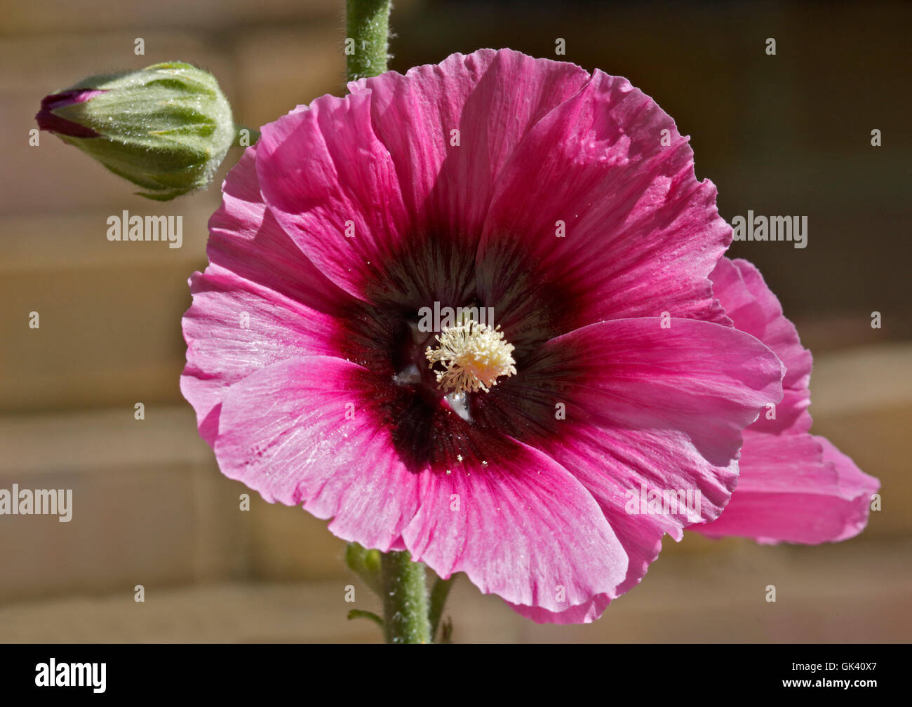 Plants flowers hollyhock flower hi-res stock photography and images - Alamy