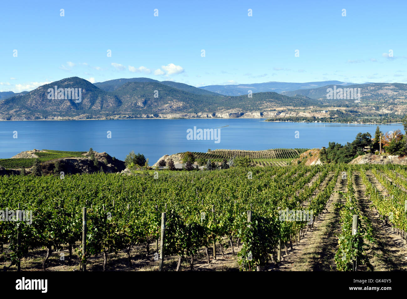 Vineyard overlooking Okanagan Lake in Naramata, British Columbia
