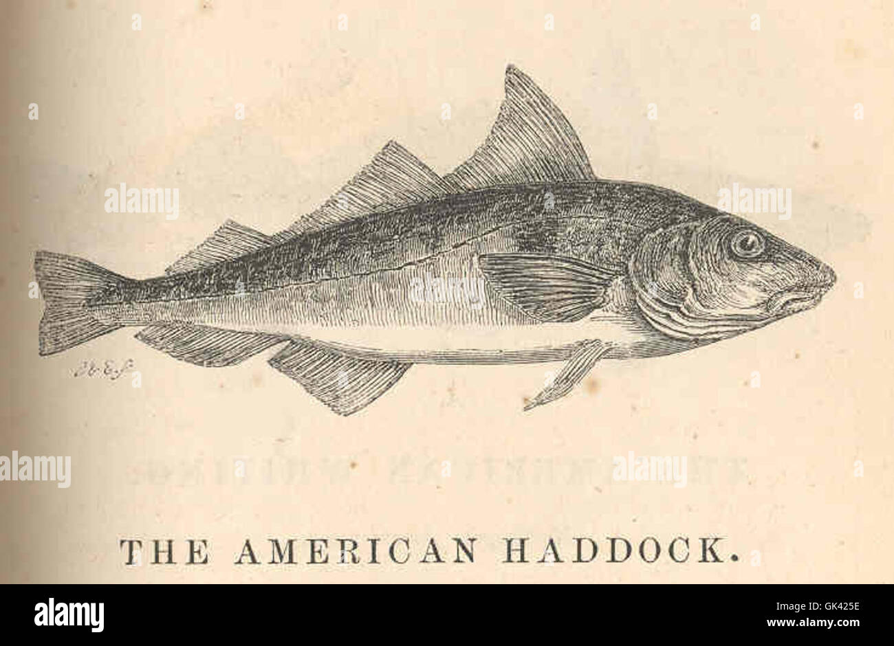 44102 American Haddock - Morrhua Aeglefinis; Cuvier Stock Photo