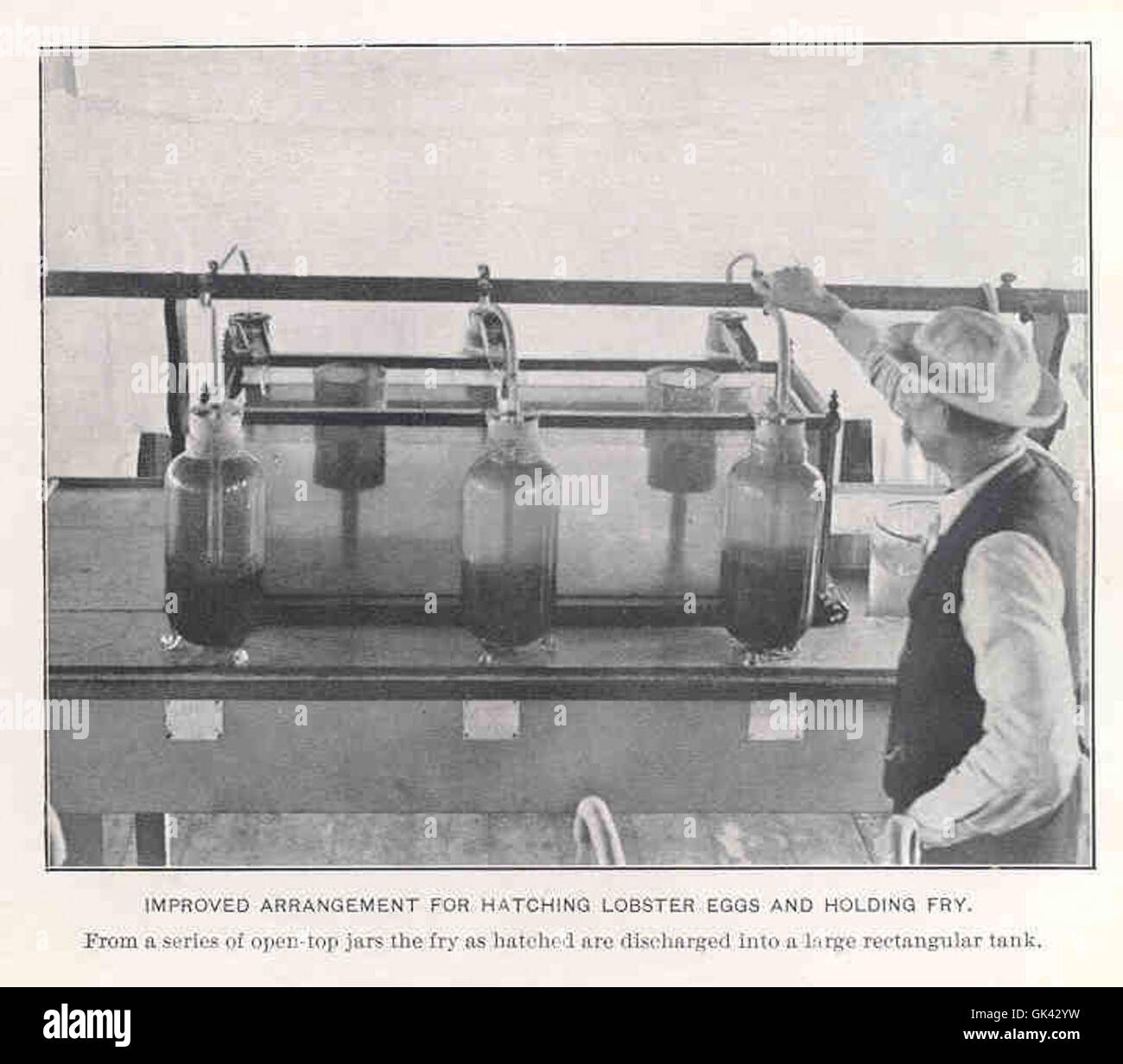 33725 Improved Arrangement for Hatching Lobster Eggs and Holding Fry