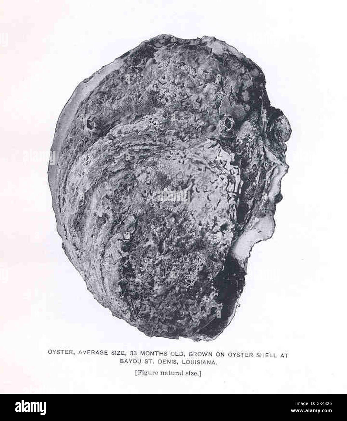 33730 Oyster, Average Size, 33 Months Old Stock Photo Alamy