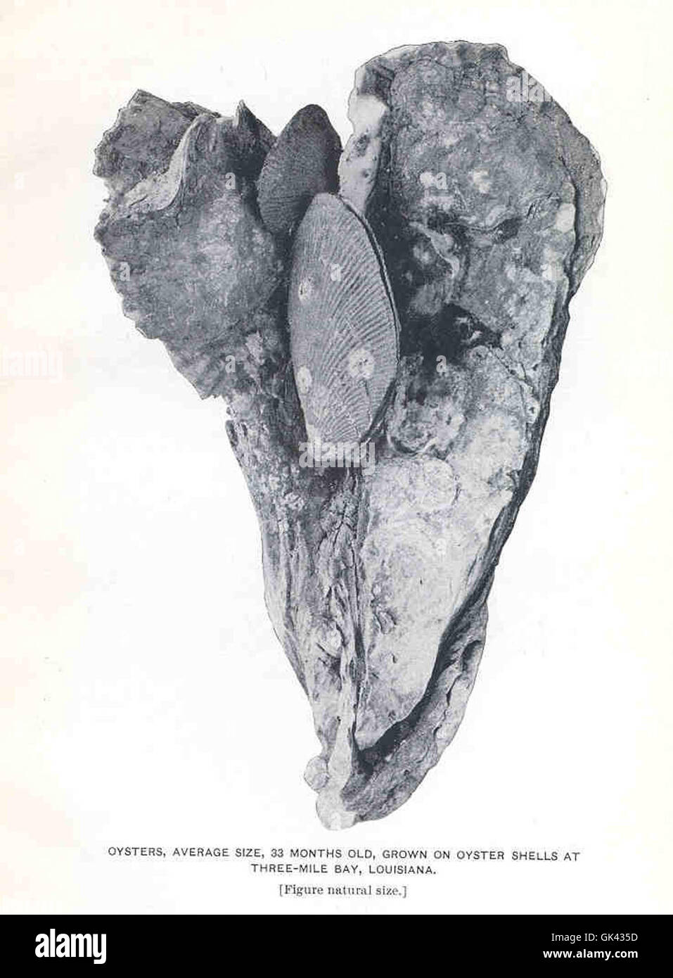 These oysters, at an average size and 33 months of age, represent ...