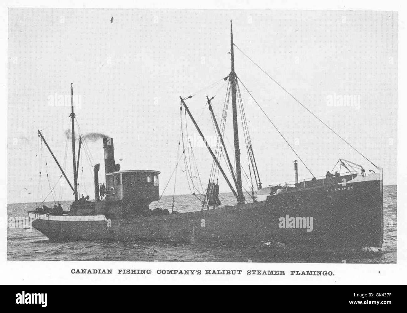 The *Flamingo* was a halibut steamer operated by the Canadian Fishing Company, used for catching and processing halibut in the North Pacific. These steamers were crucial to the early 20th-century fishing industry. Stock Photo