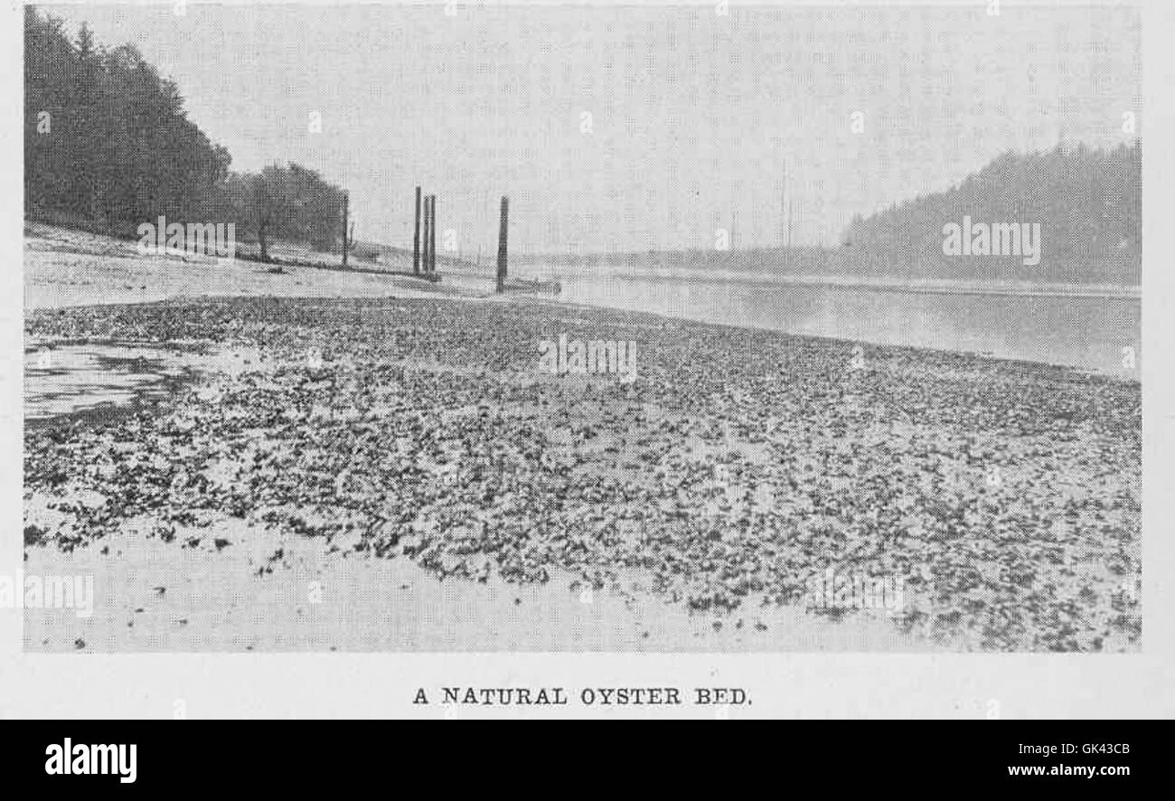 44893 Natural Oyster Bed Stock Photo Alamy