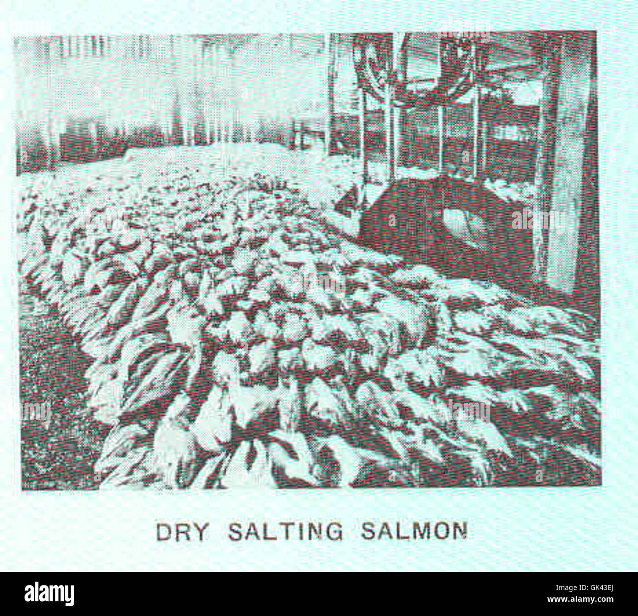 44945 Dry Salting Salmon Stock Photo