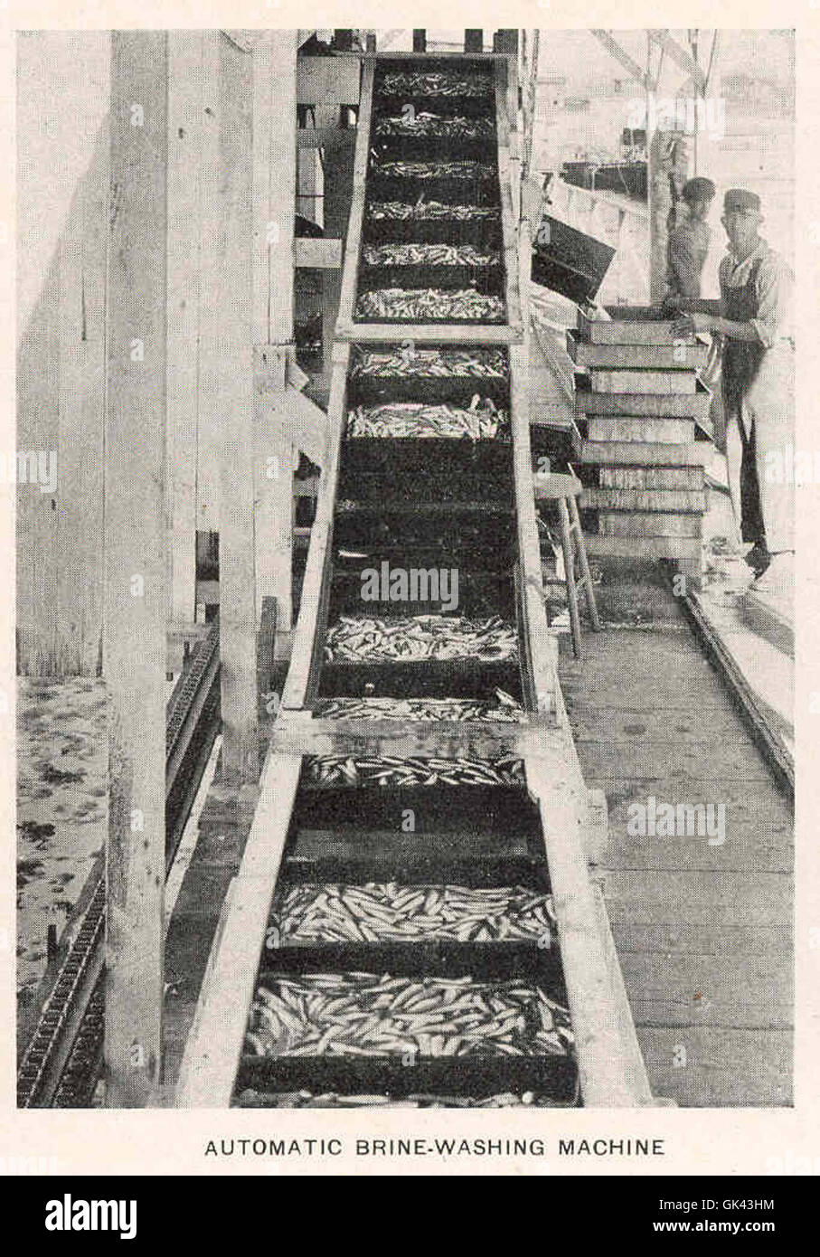 The automatic brine-washing machine is used in the seafood industry to ...