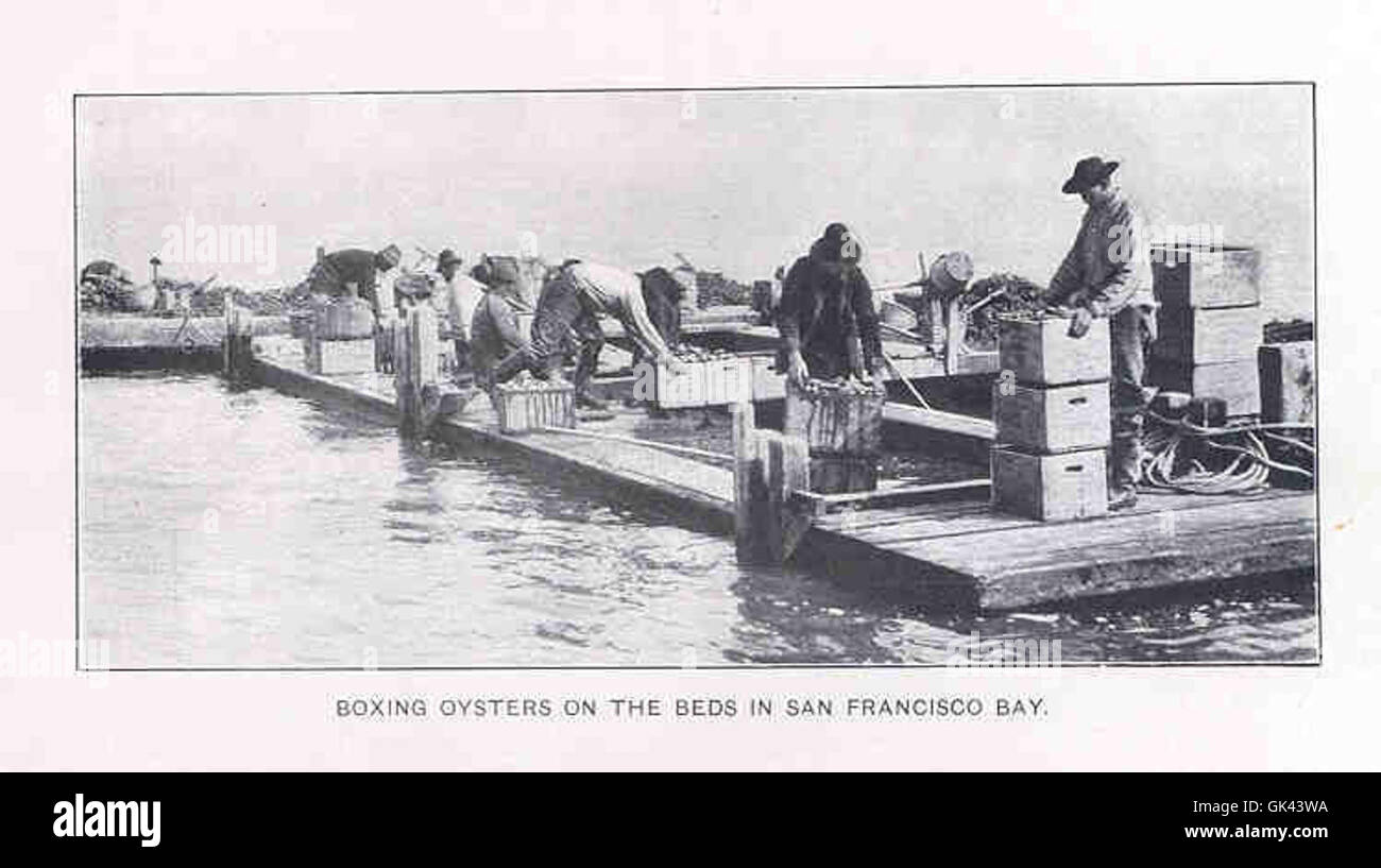 33782 Boxing Oysters on the Beds in San Francisco Bay Stock Photo Alamy