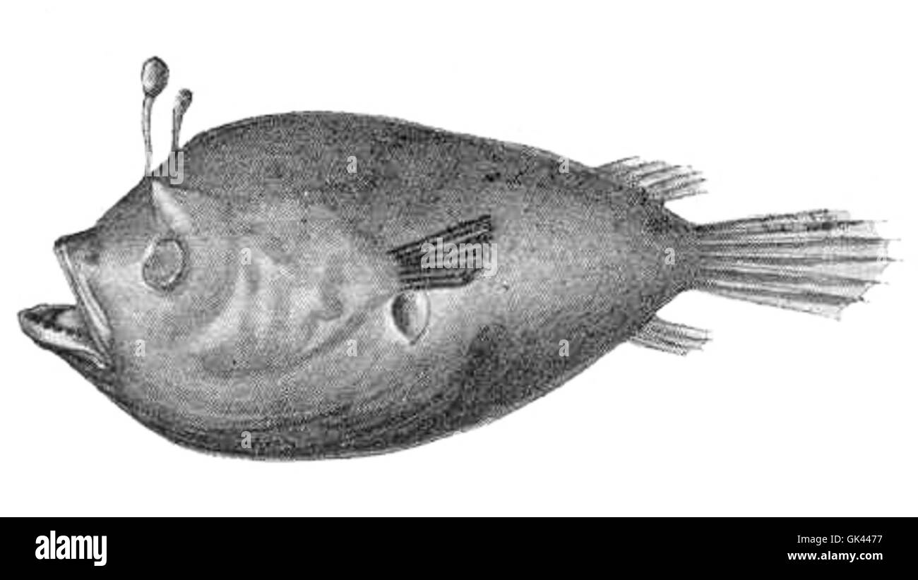 45446 Onirodes glomerosus, a deep-sea Angler, with rudimentary subcutaneous eyes The first dorsal fin-ray is modified to form a Stock Photo