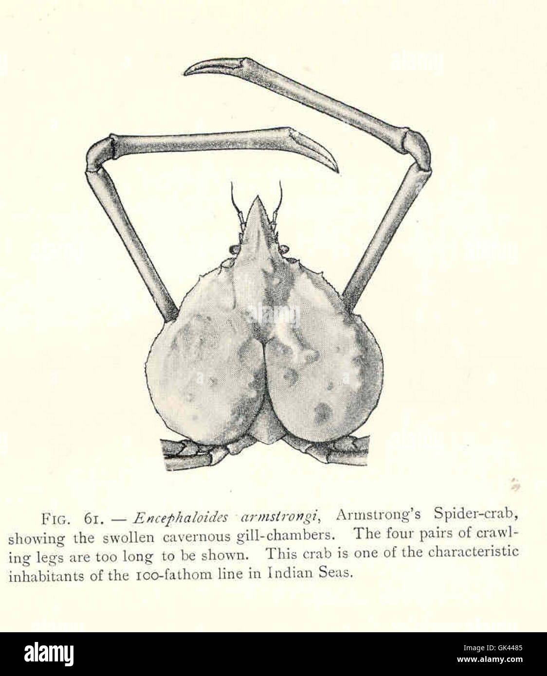 45475 Encephaloides armstrongi, Armstrong's Spidercrab, showing the