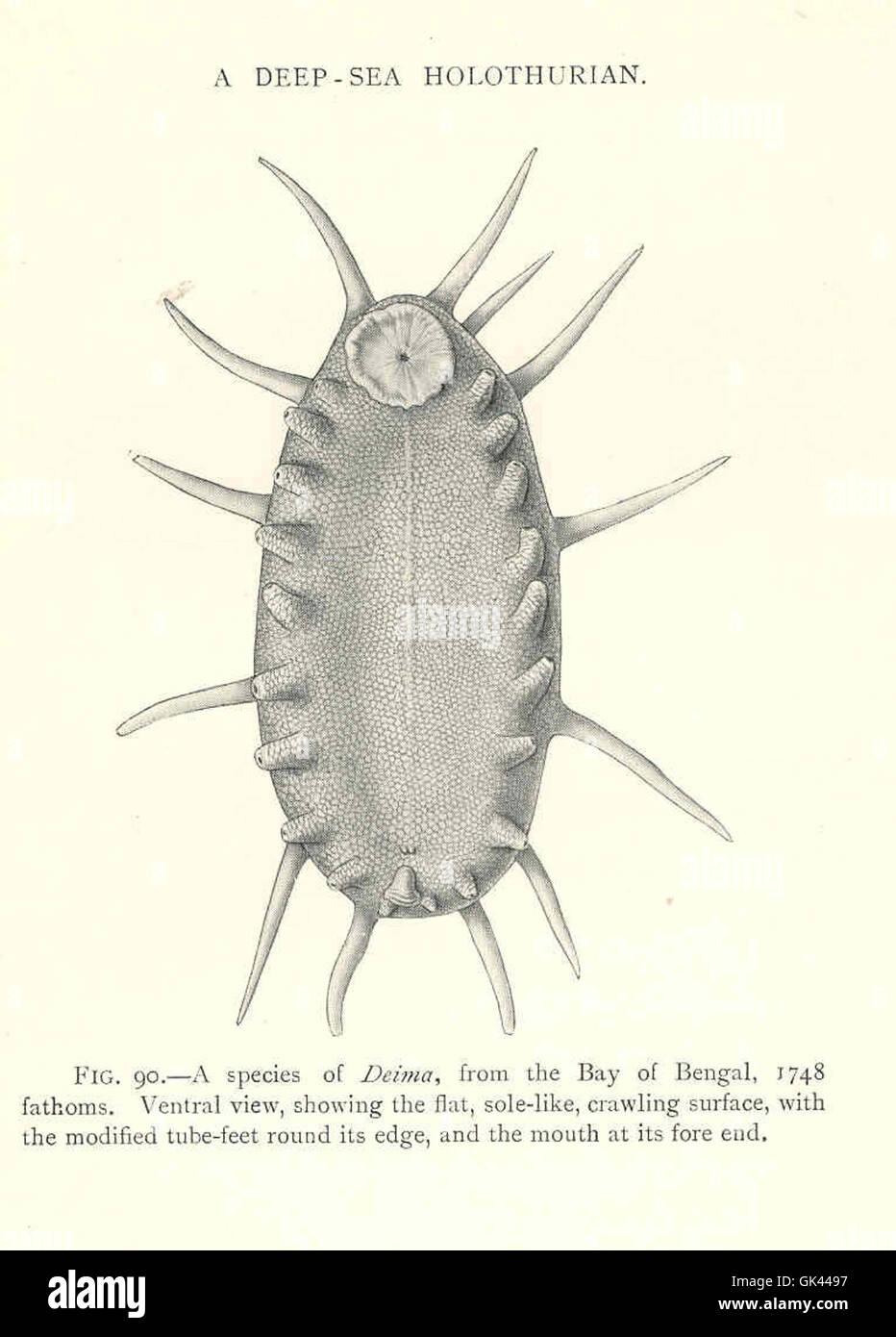 Holoth The deep-sea holothurian, or sea cucumber, is a benthic organism that ...