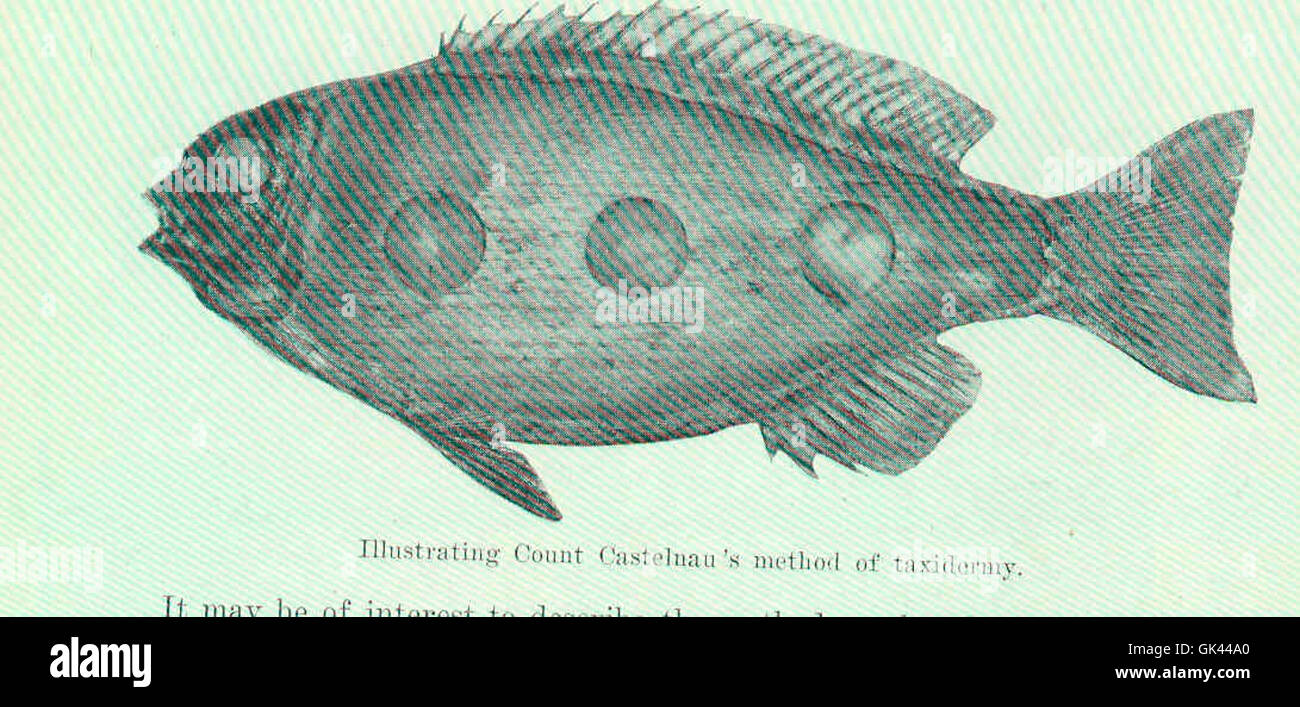 45522 Illustrating Count Castelman's Method of Taxidermy Stock Photo