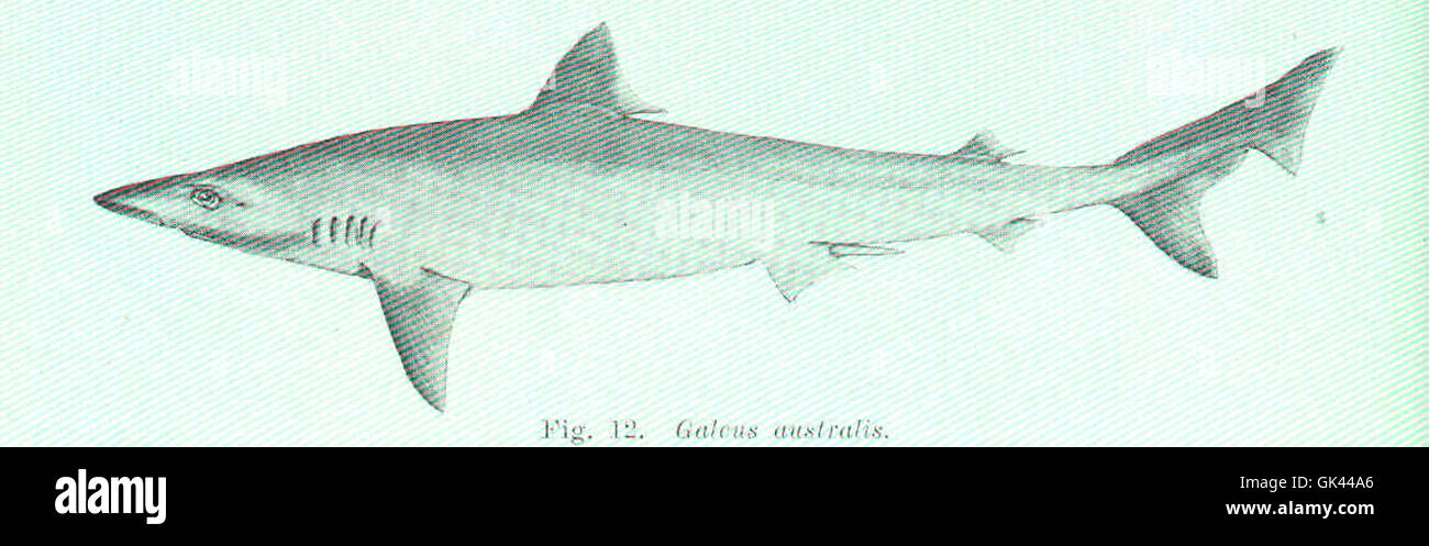 45525 Galeus australis Stock Photo