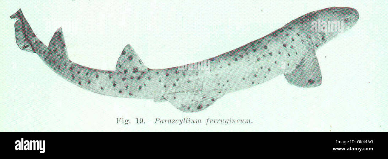 45532 Parascyllium ferrugineum Stock Photo Alamy