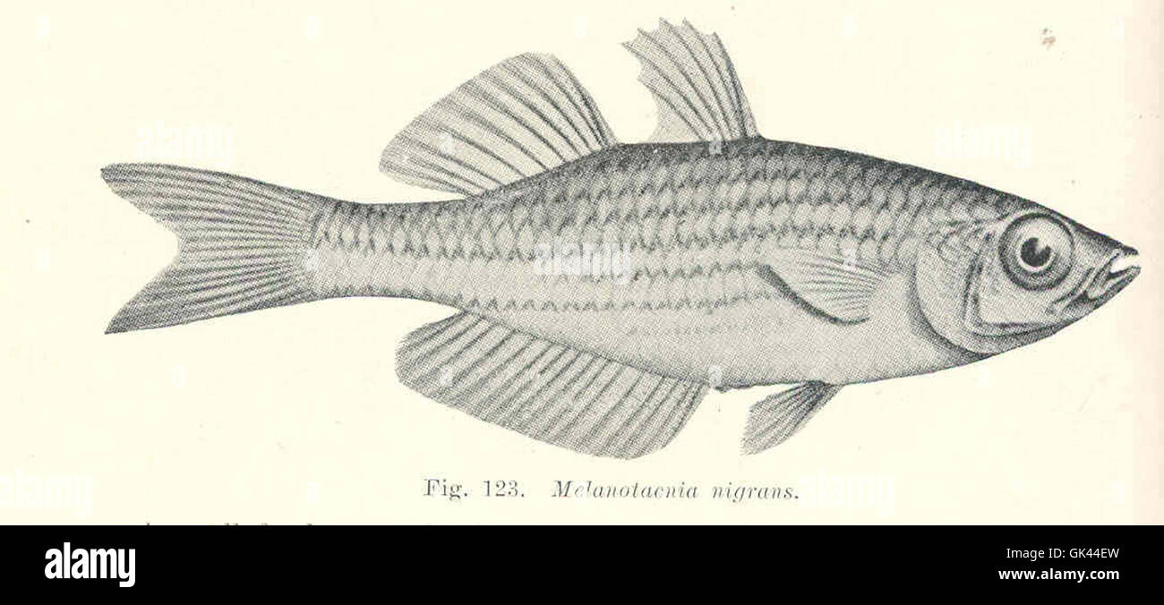 45631 Melanotaenia nigraans Stock Photo