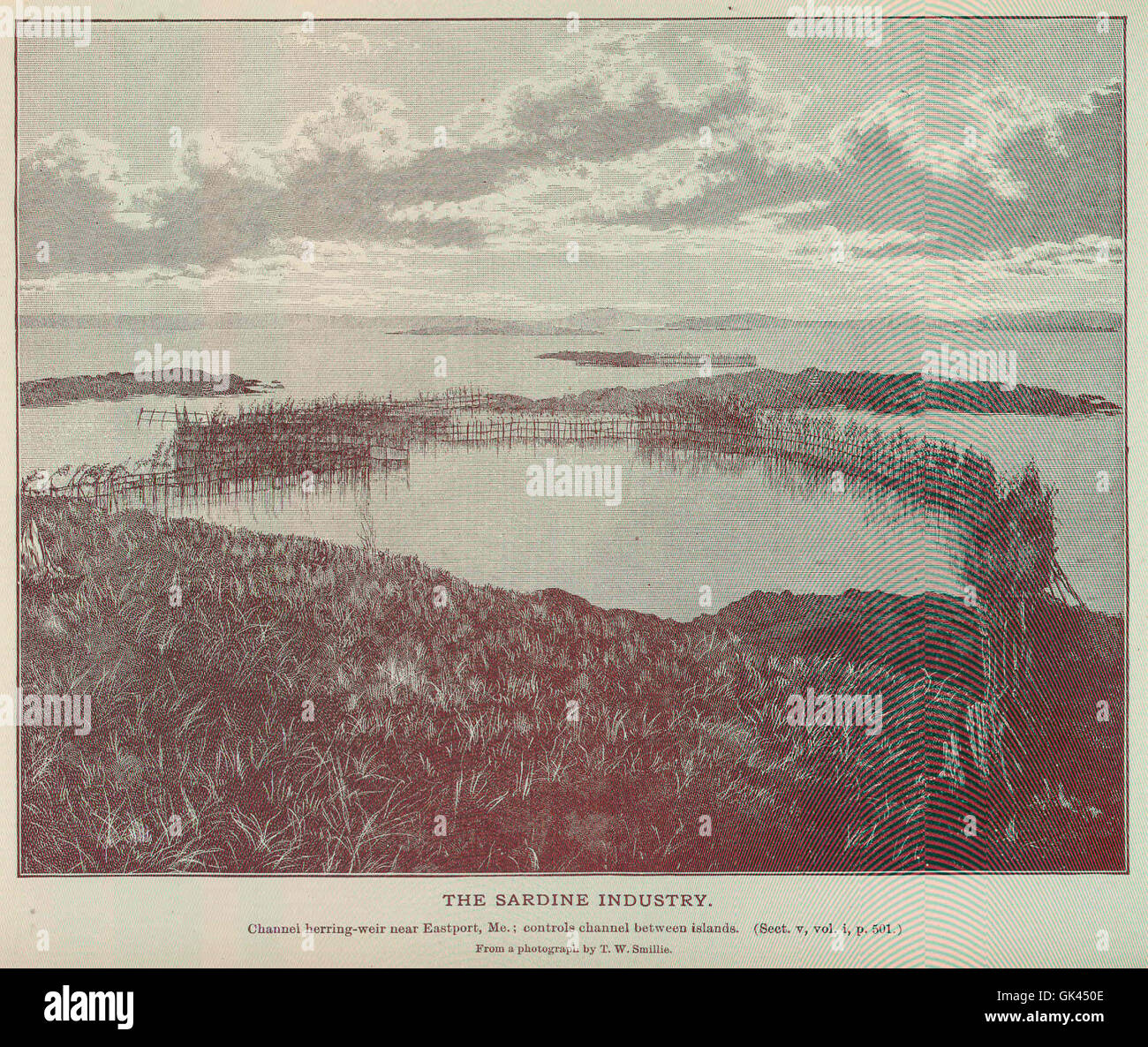 45942 Sardine Industry Stock Photo Alamy