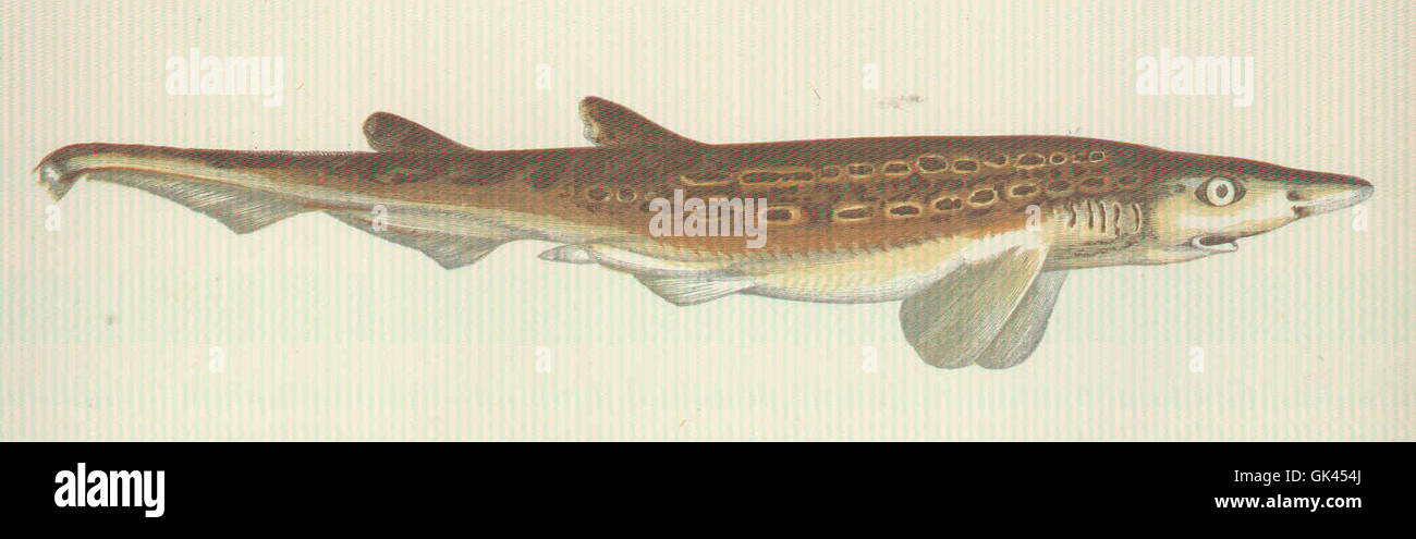 46034 Black-Mouthed Dogfish Stock Photo