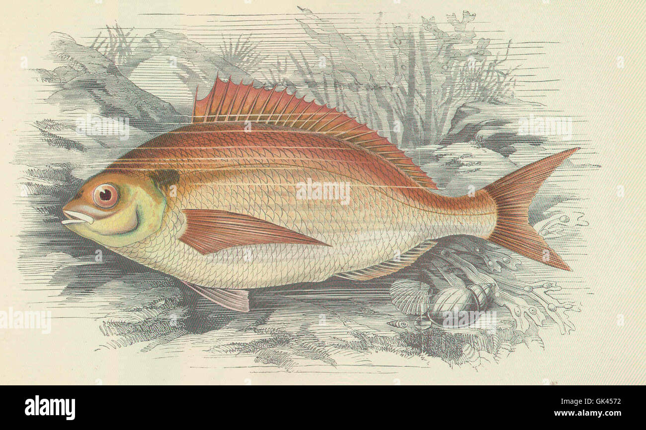 The common sea bream (Pagellus erythrinus) is a widely distributed fish species found in the Mediterranean Sea and eastern Atlantic Ocean. Known for its commercial value, it is an important species in marine fisheries. Stock Photo