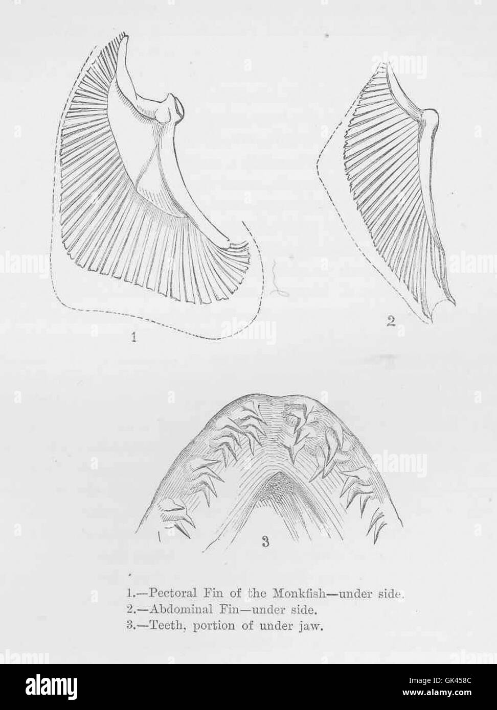 Monkfish Black and White Stock Photos & Images Alamy