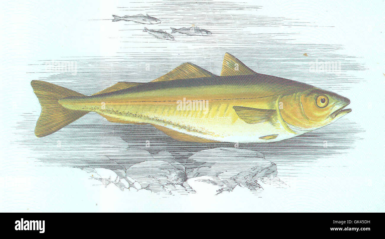 Commercial caught cod hi-res stock photography and images - Alamy