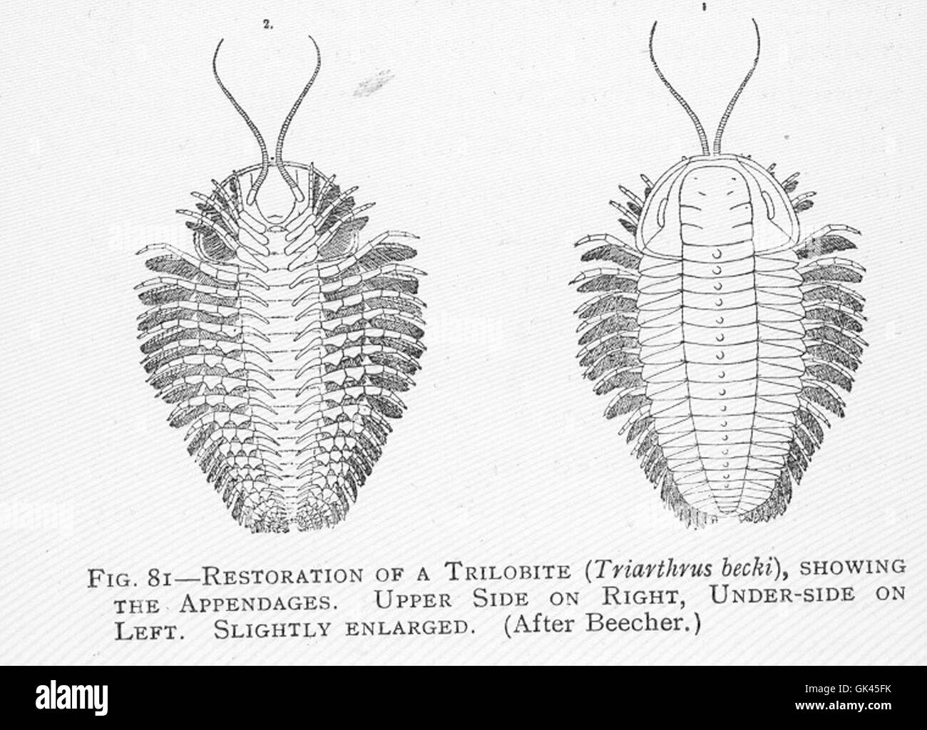 46279 Restoration of a Trilobite (Triarthrus bechi), showing the appendages Upper side on right, under-side on left Stock Photo