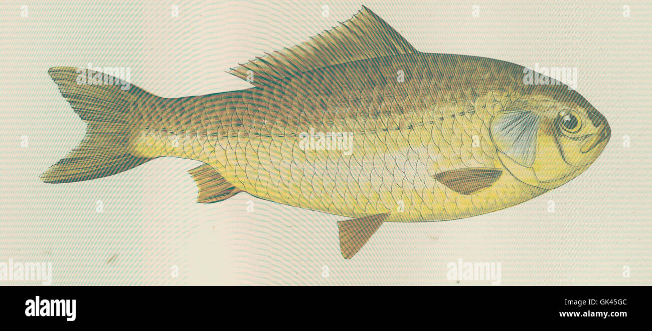 46296 Prussian Carp Stock Photo - Alamy