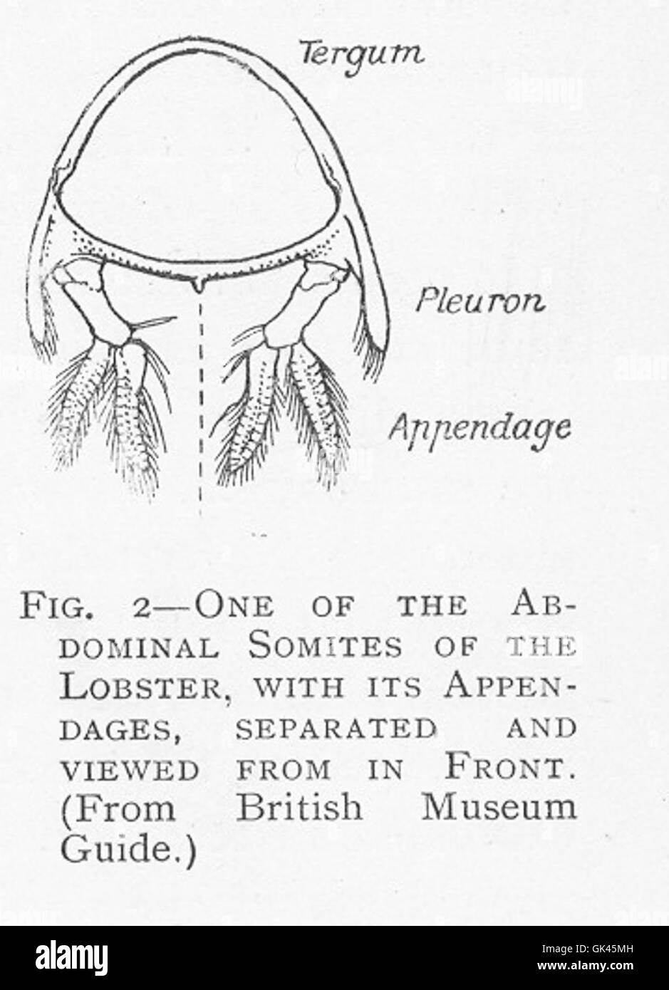 46387 One of the Abdominal Somites of the Lobster, with its Appendages, separated and viewed from in front Stock Photo