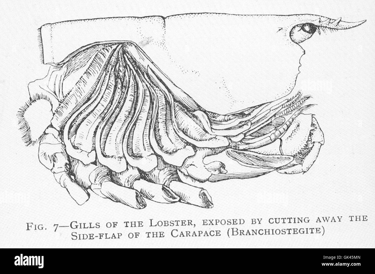 46392 Gills of the Lobster, Exposed by Cutting Away the SideFlap of