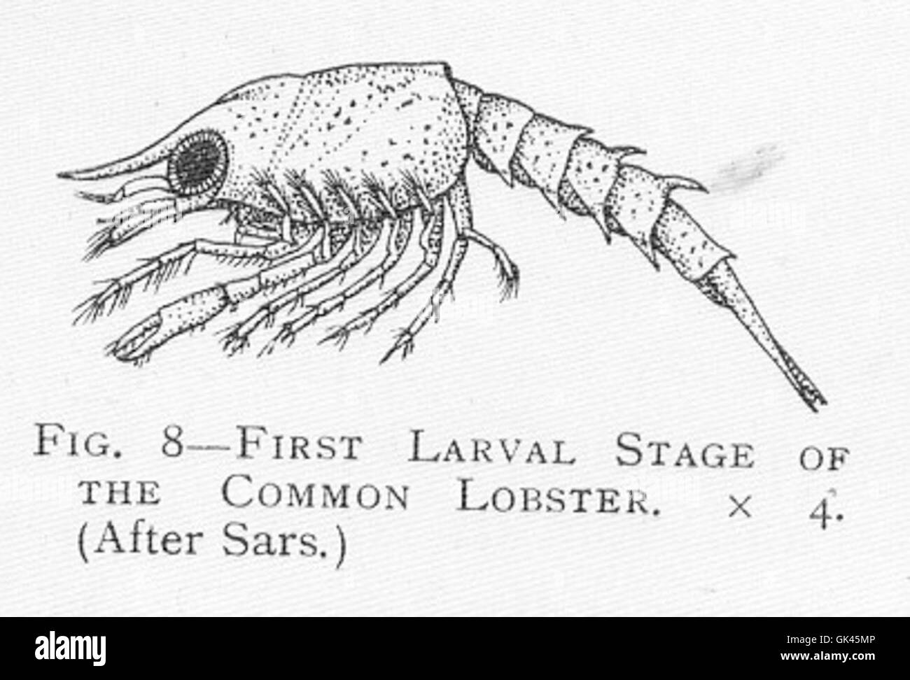 🔥 this baby lobster 🔥 r/NatureIsFuckingLit