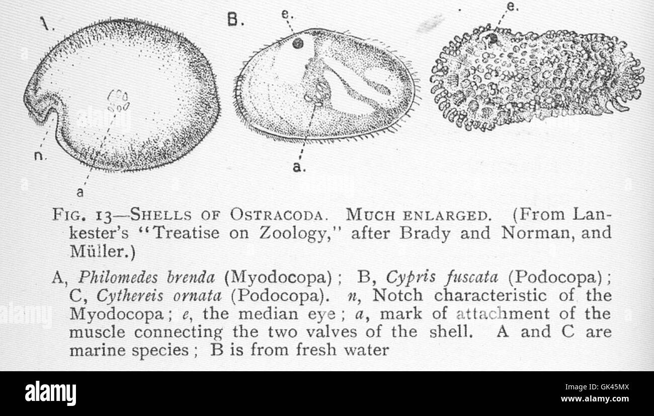46398 Shells of Ostracoda, much enlarged Stock Photo