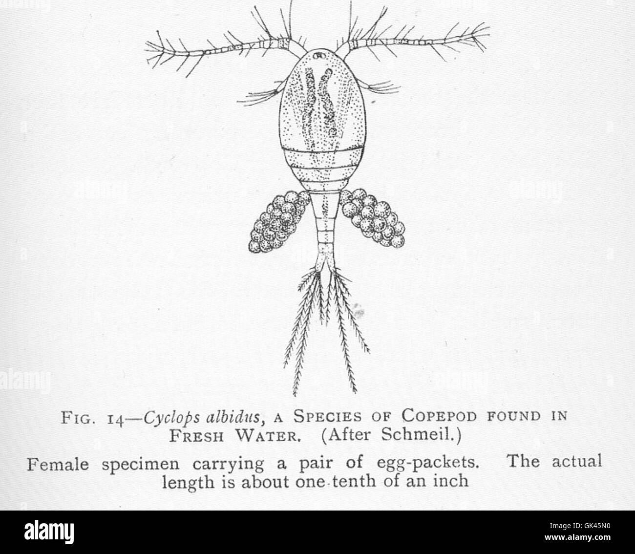 46399 Cyclops albidus, a species of Copepod founr in fresh water Stock Photo