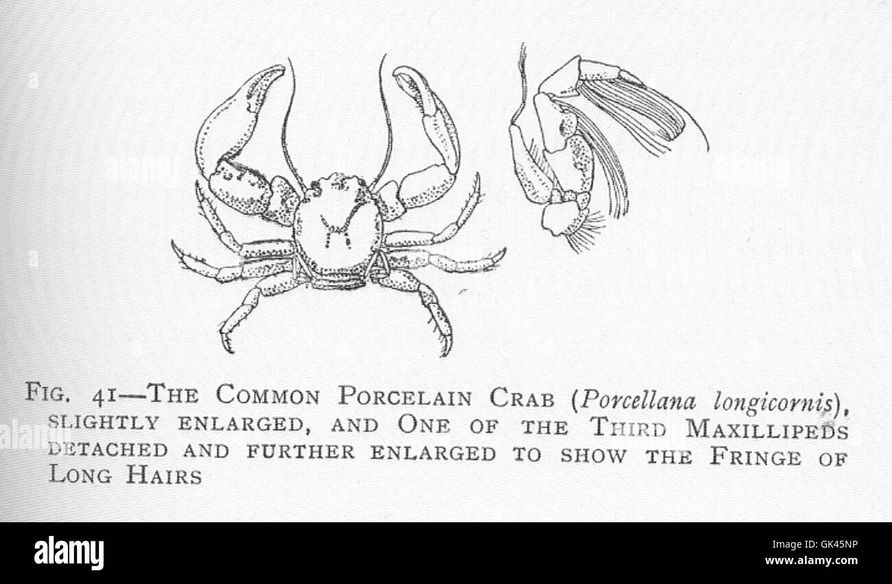 46420 Common porcelain crab (Porcellana longicornis), and one of the