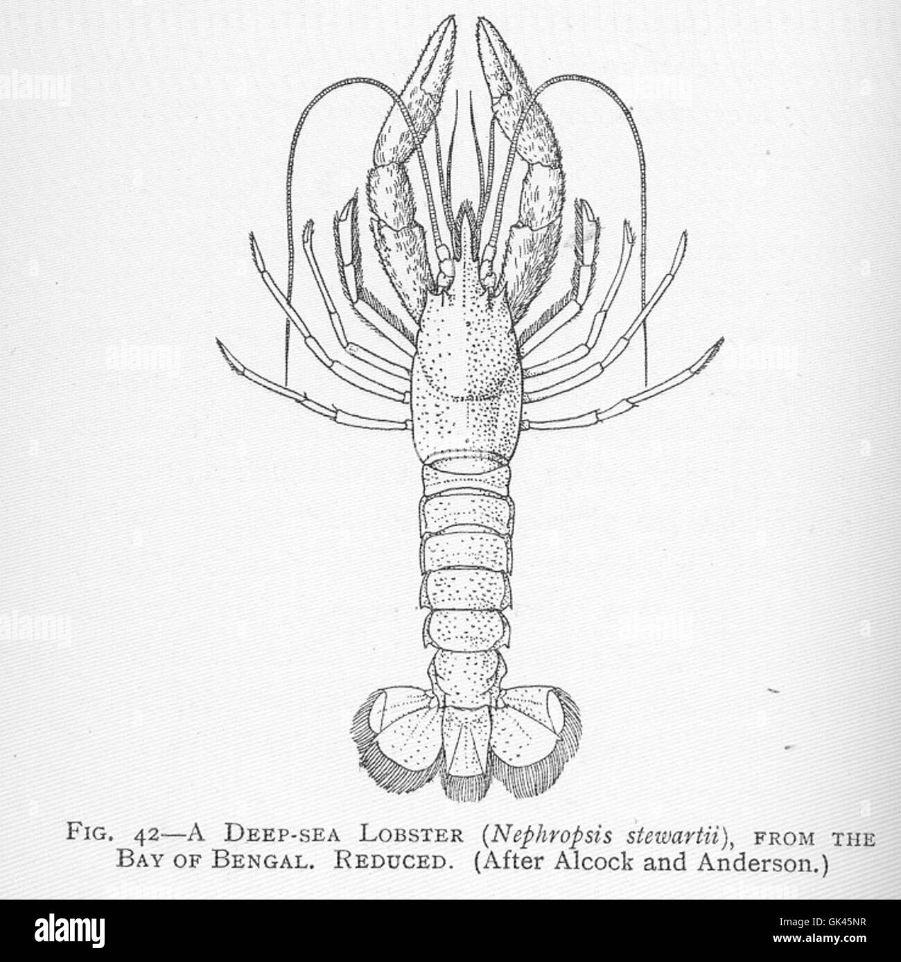46421 Deep-Sea Lobster (Nephropsis stewartii), from the Bay of Bengal Stock Photo