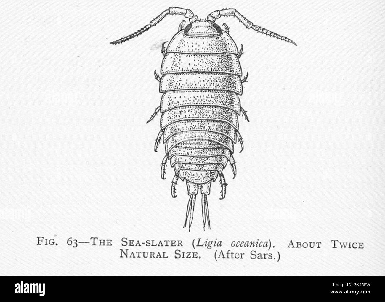 Sea slater vintage hires stock photography and images Alamy