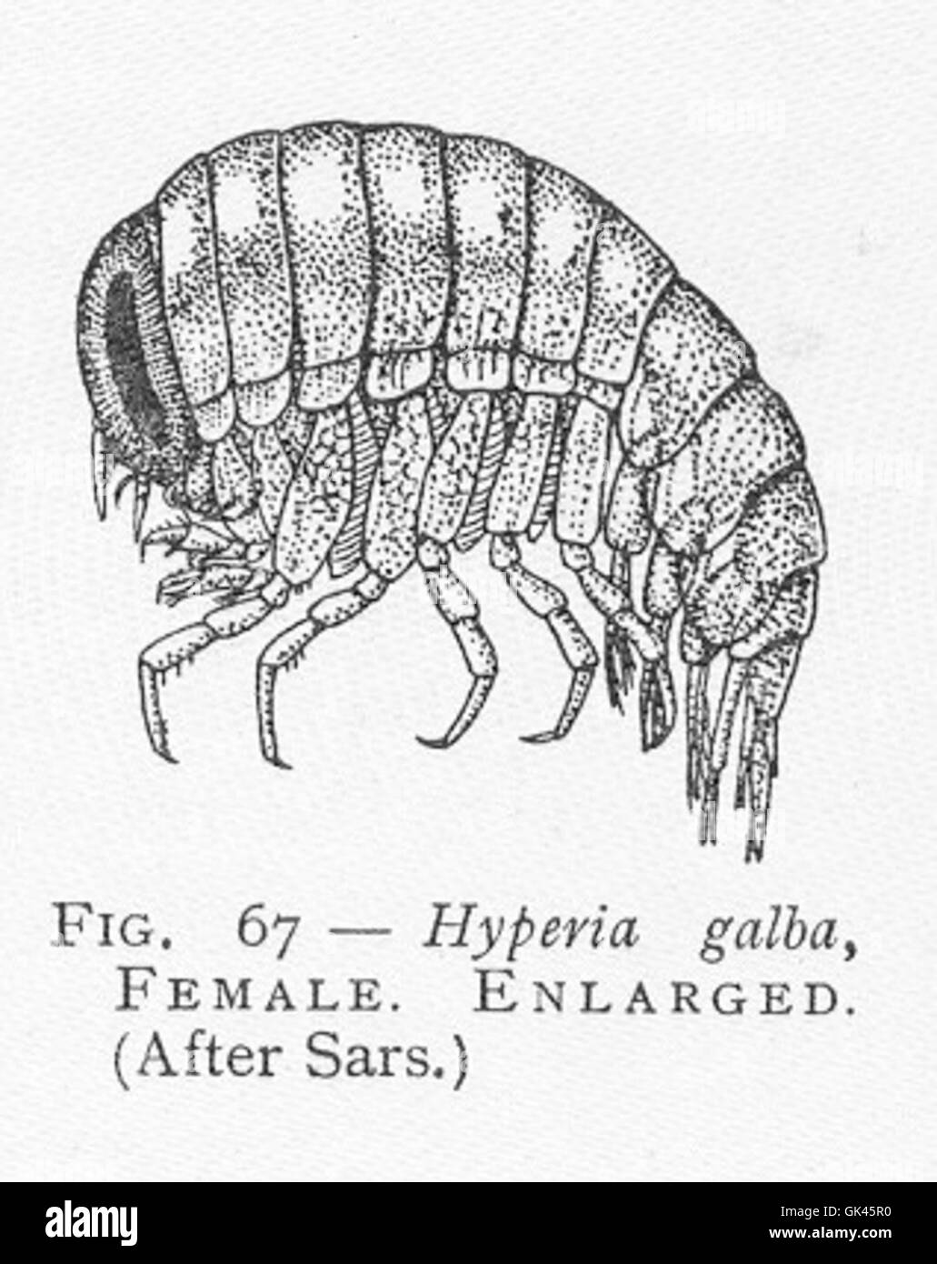 Hyperia galba is a species of amphipod crustacean found in the Atlantic Ocean. The female of this species is distinguished by its size and reproductive features. These crustaceans are important in the food web, serving as prey for larger marine animals and contributing to the marine ecosystem. Stock Photo