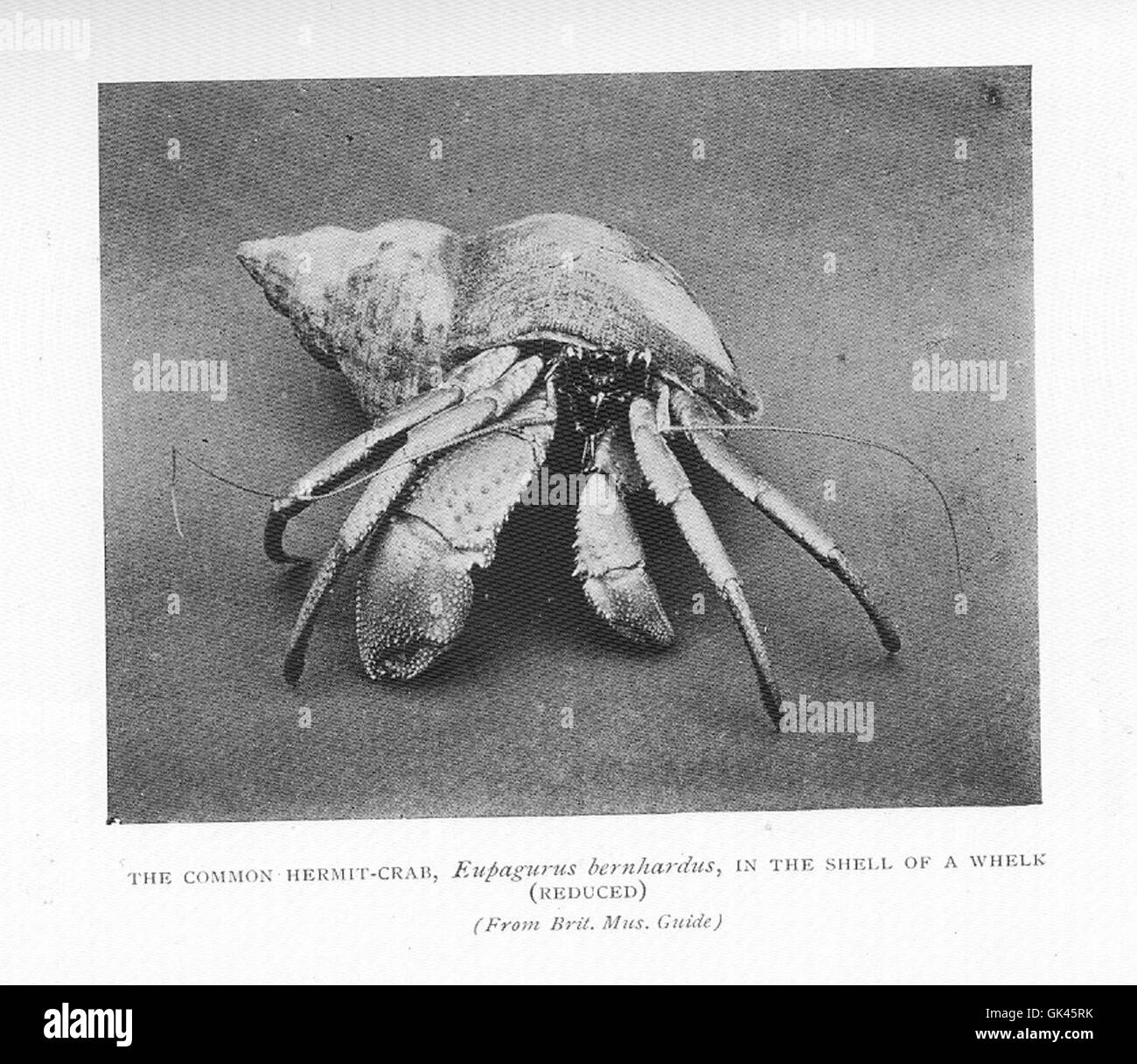Common whelk shell Black and White Stock Photos & Images - Alamy