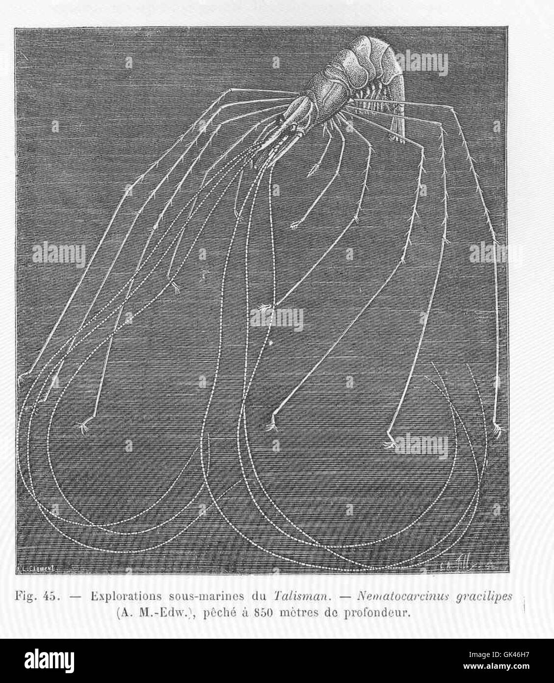 46957 Explorations sous-marines du Talisman -- Nematocarcinus gracilipes (A M-Edw), peche a 850 metres de profondeur Stock Photo