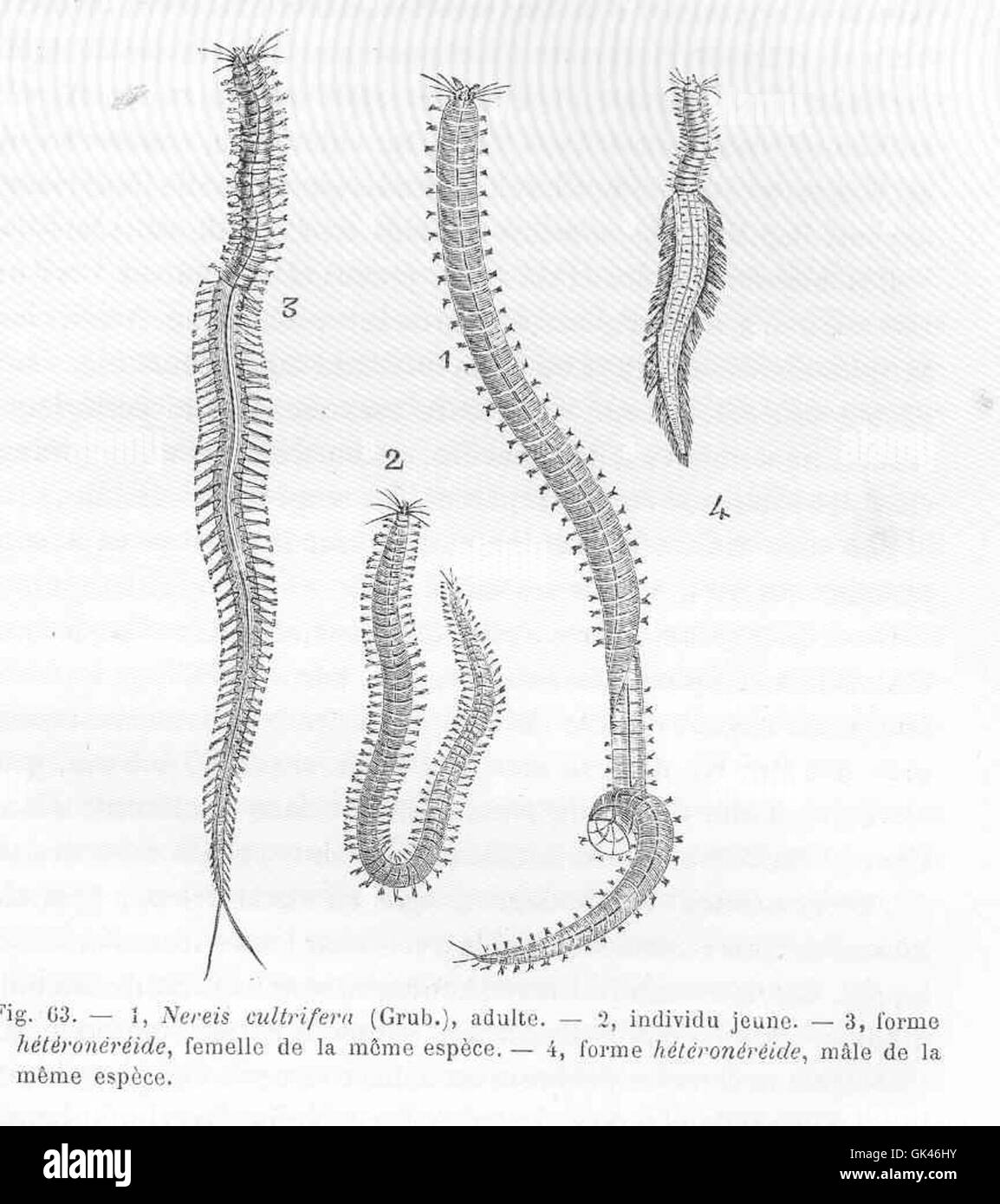 46975 1-Nereis cultrifera (Grub), adulte-- 2, individu jeune -- 3, forme heteronereide, femelle de la meme espece -- 4, forme Stock Photo