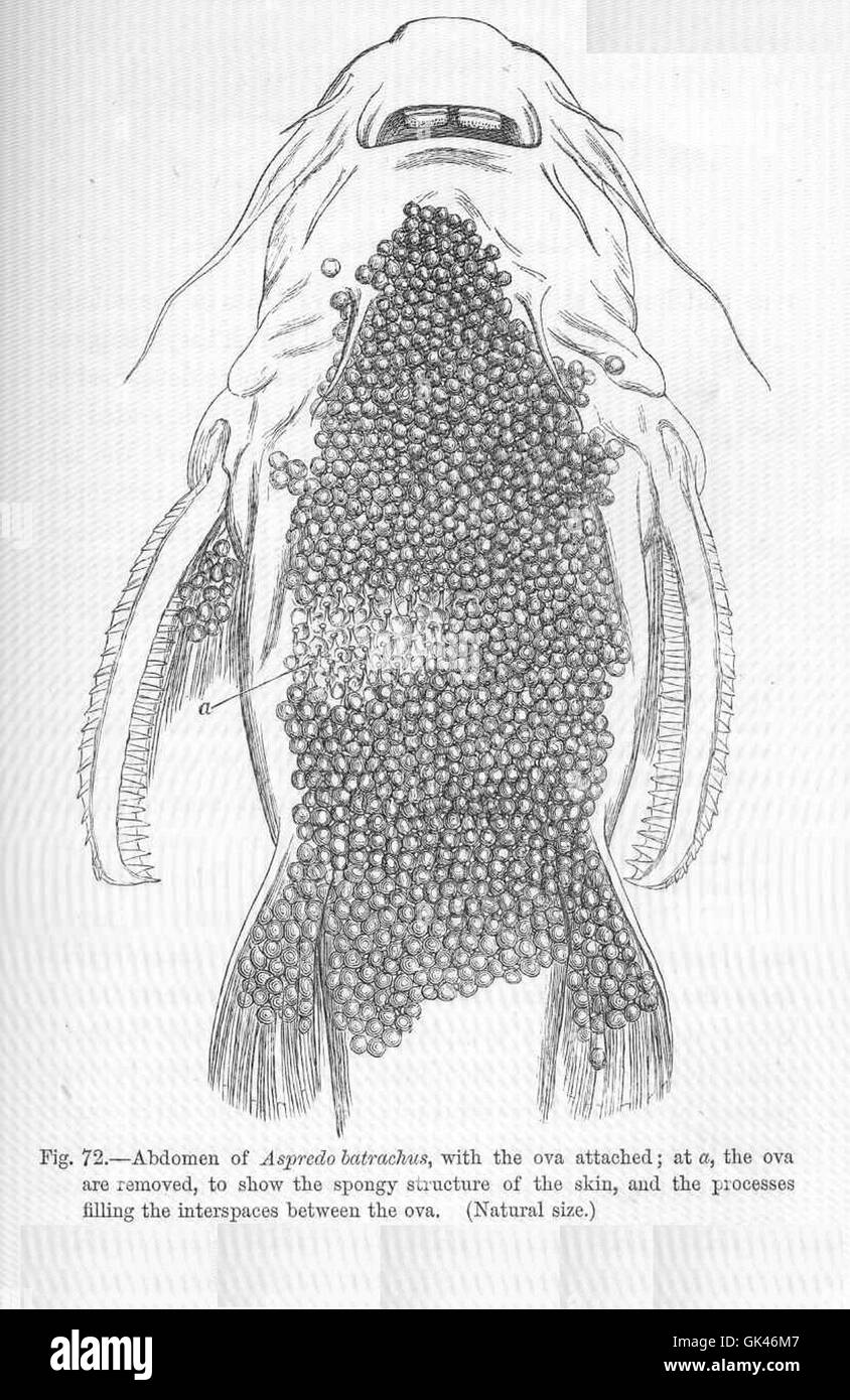 47028 Abdomen of Aspredo batrachus, with the ova attached; at a, the ova are removed, to show the spongy structure of the skin, and Stock Photo