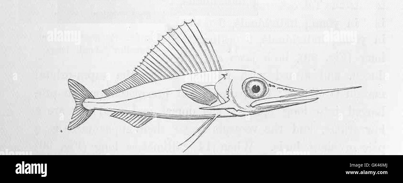 47037 Young Swordfish (Histiophorus) MidAtlantic Stock Photo Alamy