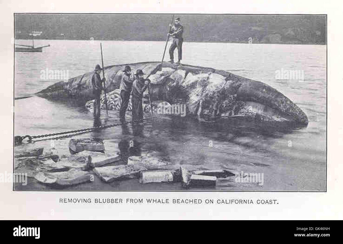 Flense A whale beached on the California coast is shown having its blubber ...