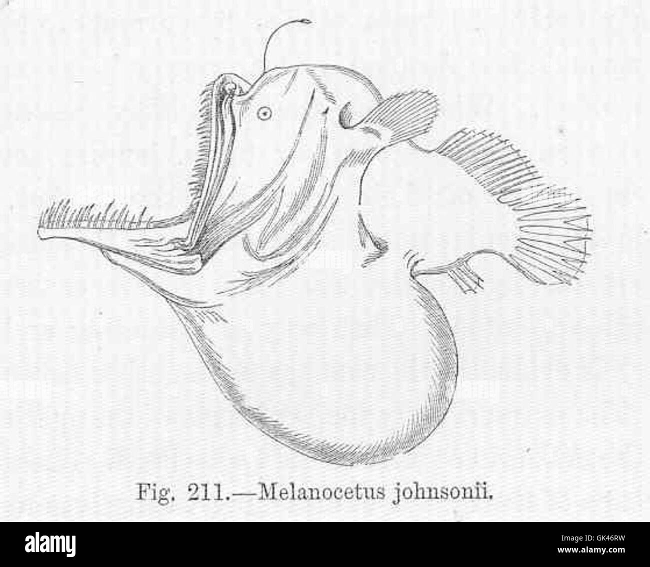 Melanocetus hires stock photography and images Alamy