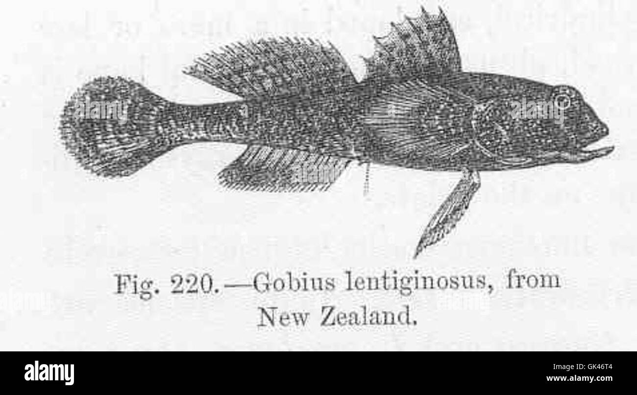 47118 Gobius lentiginosus, from New Zealand Stock Photo