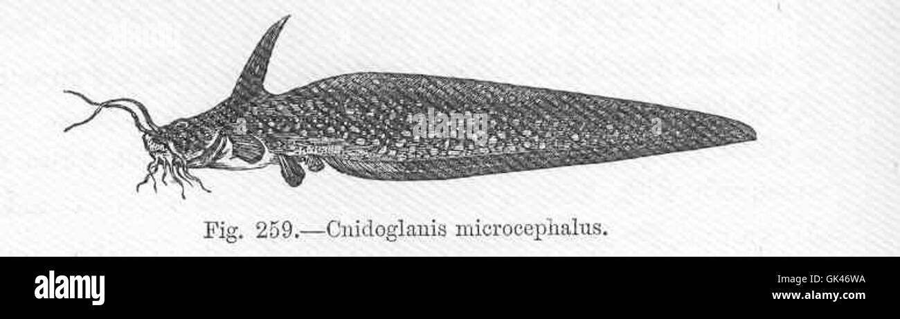 Microcephalus Black and White Stock Photos & Images - Alamy